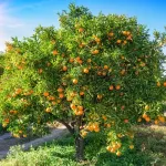 Citrusfélék